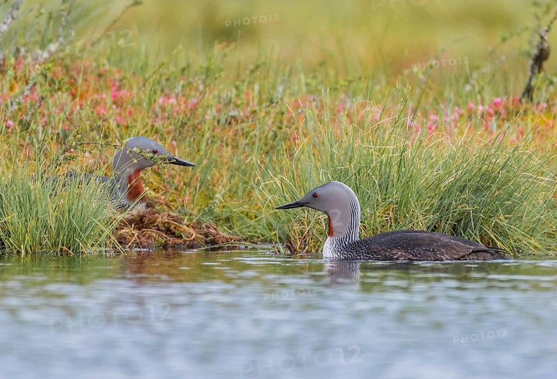 Red-throated diver (Gavia stellata), couple at the nest by the water, Central Sweden, Sweden, Europe