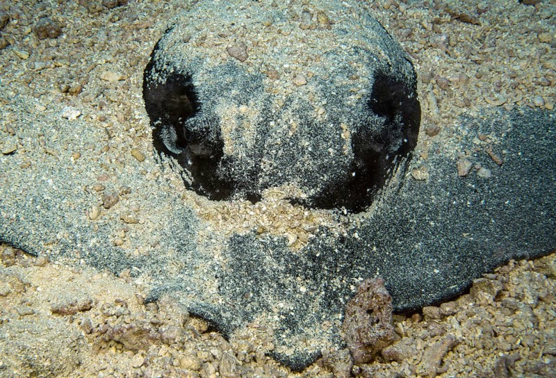 Close-up of mangrove stingray (Urogymnus granulatus) head camouflaged with sand White-tailed stingray Stingray, Pacific Ocean, Caroline Islands, Yap Island, Yap State, FSM, Federated States of Micronesia