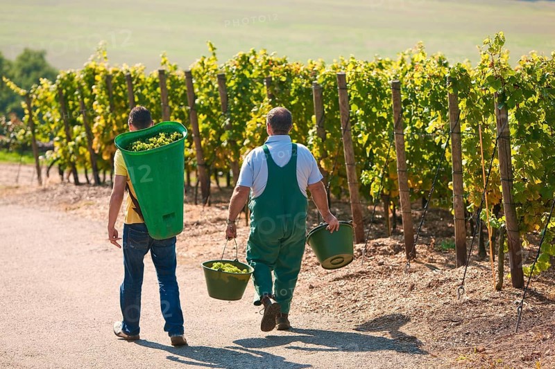 Not far from the Boselspitze, leaning towards the Elbe, is the vineyard known as the Rote Presse . The ochre-coloured vineyard cottage with its pointed roof, also known as the Swallow's Nest, is visible from afar