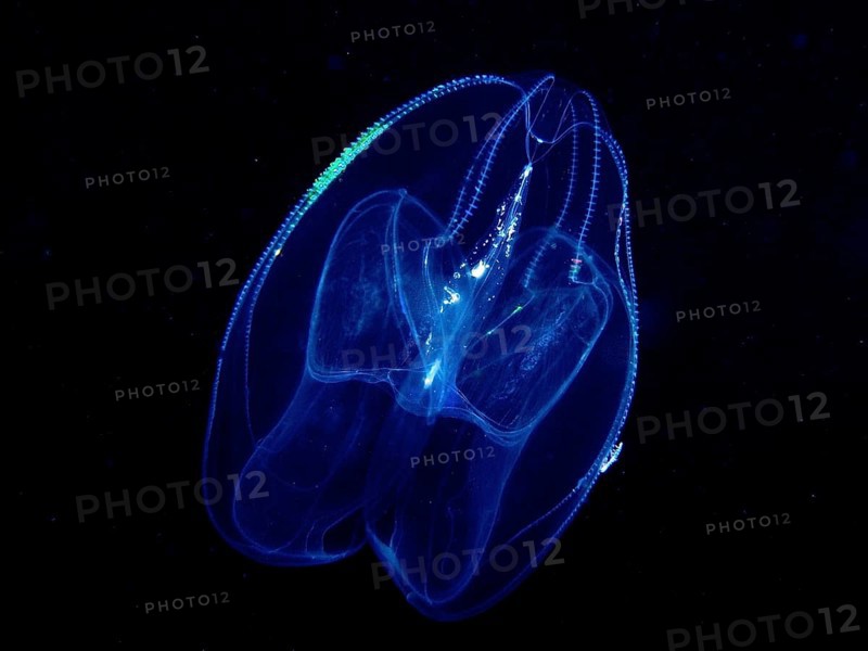 Lobed comb jellyfish (Leucothea multicornis), comb jellyfish, at night, dive site, Riviera Beach, Florida, USA, North America