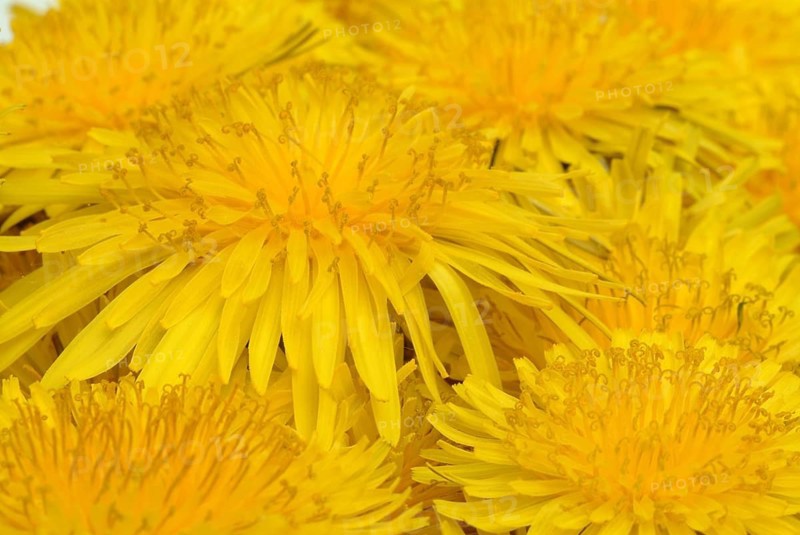 Common dandelion (Taraxacum) Ruderalia, Taraxacum officinale, medicinal plant, the most important active substances of the dandelion are the bitter substances
