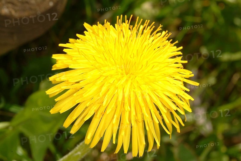 Common dandelion (Taraxacum) Ruderalia, Taraxacum officinale, medicinal plant, the most important active substances of the dandelion are the bitter substances