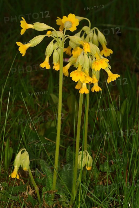 Common cowslip (Primula officinalis), cowslip, apothecary primrose, medicinal plant, plant with fresh flowers, outdoors in nature
