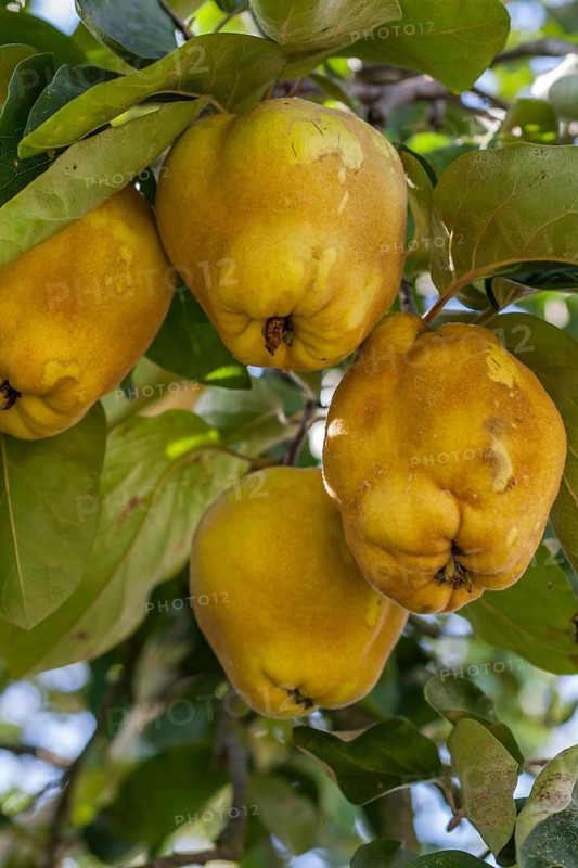 Ripe quinces (Cydonia oblonga) on a tree, Southern Palatinate, Palatinate, Rhineland-Palatinate, Germany, Europe