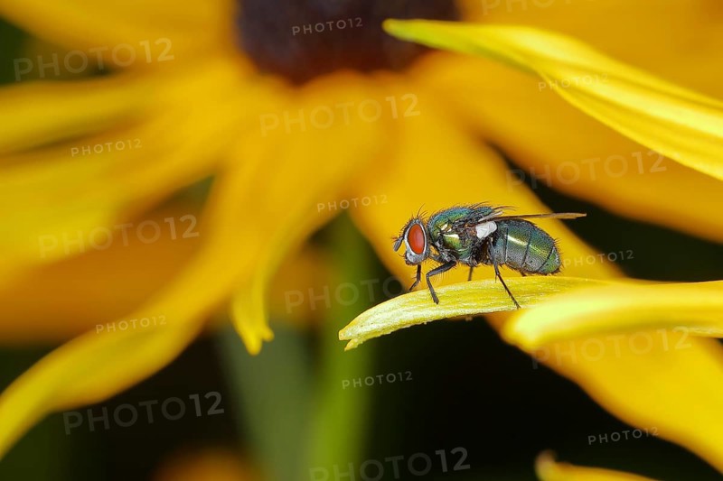 Common green bottle fly (Lucilia sericata), on yellow coneflower (Echinacea paradoxa), Wilden, North Rhine-Westphalia, Germany, Europe