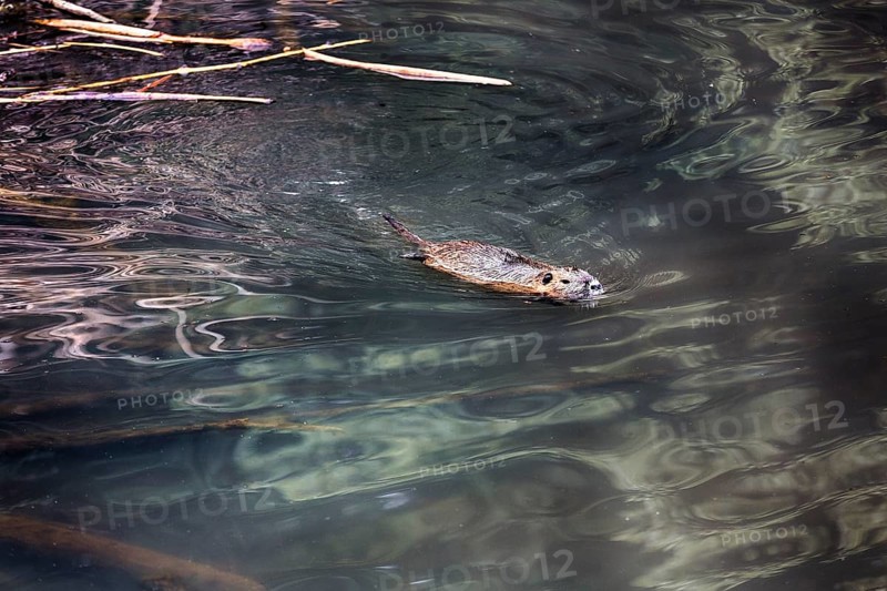 European beaver (Castor fiber) swimming in pond, captive, Olderdissen Zoo, Bielefeld, Teutoburg Forest, East Westphalia-Lippe, North Rhine-Westphalia, Germany, Europe