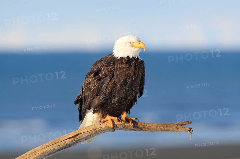 Bald Eagle (Haliaeetus leucocephalus), Bald Eagle, Homer, Kenai Peninsula, Alaska, USA, North America