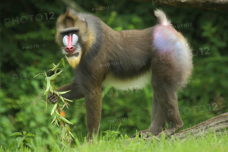 Mandrill (Mandrillus sphinx), male, eat, food, guenon, guenon, Anthropoidae, catarrhines (Catarrhini) (Cercopithecidae), monkeys, dry-nosed monkeys, ape, primates, primate, gentleman animals, dry-nosed monkey, primates, Haplorhini, mammal, animal, vertebrate, captive