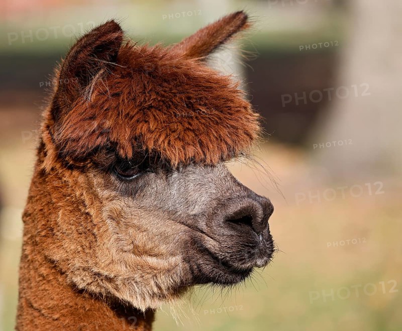 Alpaca (Vicugna pacos), animal portrait, Germany, Europe