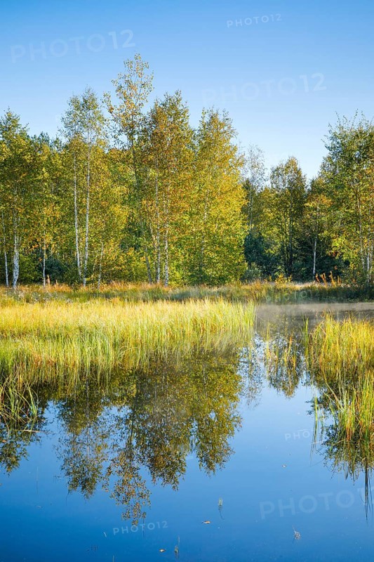 The first rays of sunlight bathe the birch forest and grasses in a warm light, clouds of mist drift across the water surface reflecting the vegetation of the upland moor near Les Ponts-de-Martel, Canton Neuchâtel, Switzerland, Europe
