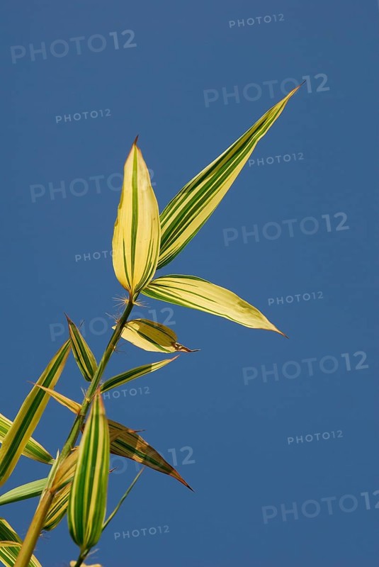 Japanese wood bamboo, leaves (Phyllostachys bambusoides)