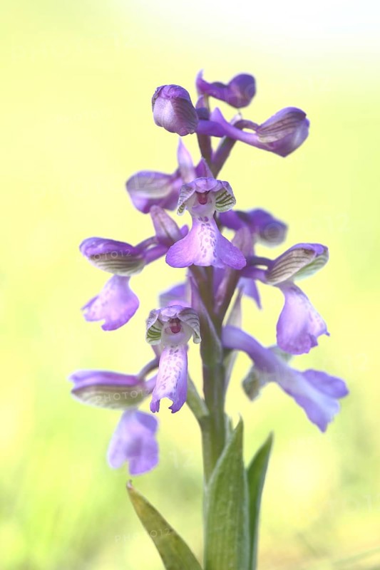 Green-winged orchid (Orchis morio) with high key, Ständelberg, Rammersberg, Mäusberg, Karlstadter Trockengebiete, Wiesenfeld, Karlstadt, Main, Lower Franconia, Franconia, Bavaria, Germany, Europe