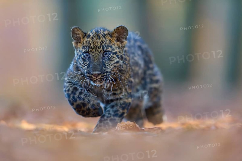 Indian leopard (Panthera pardus fusca), young animal running in forest