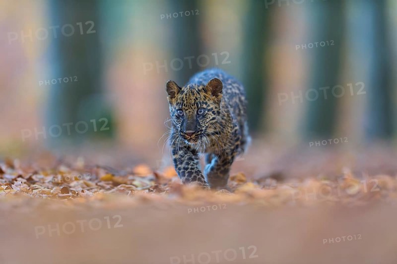 Indian leopard (Panthera pardus fusca), young animal running in forest
