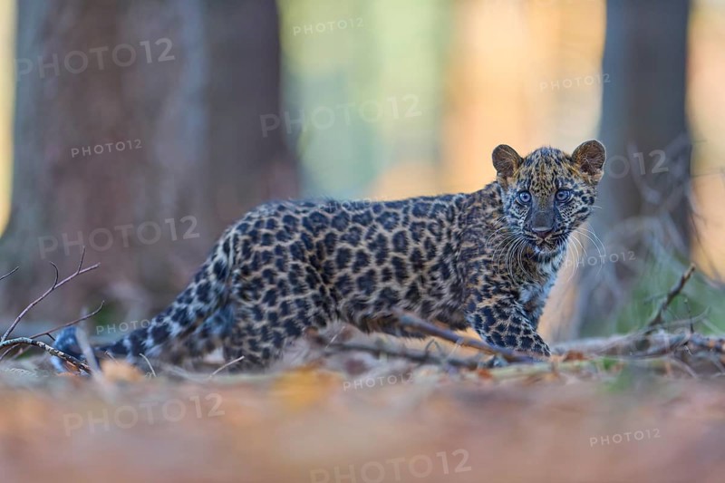 Indian leopard (Panthera pardus fusca), young animal in forest