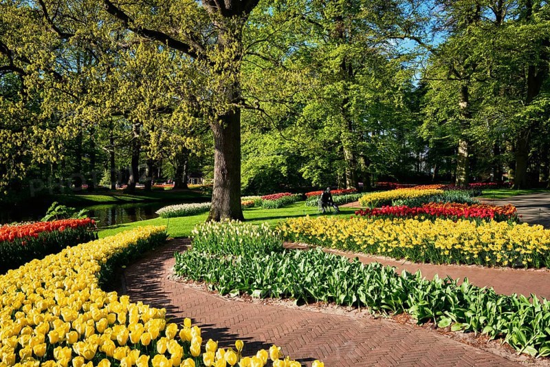 Blooming pink tulips flowerbeds in Keukenhof flower garden, also known as the Garden of Europe, one of the world largest flower gardens and popular tourist attraction. Lisse, the Netherlands