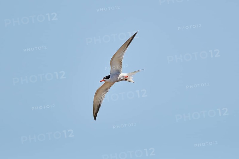 Elegant tern (Thalasseus elegans) flying in the sky above the sea, hunting, ebro delta, Catalonia, Spain, Europe