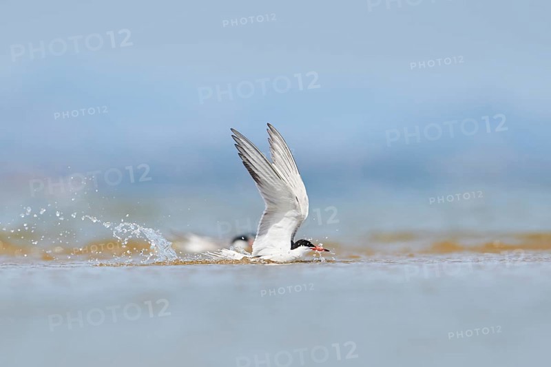 Elegant tern (Thalasseus elegans) flying in the sky above the sea, hunting, ebro delta, Catalonia, Spain, Europe
