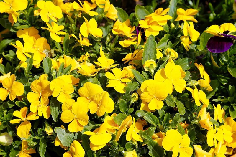 Viola (plant) (Viola), close-up, yellow pansies, violet plant, flowers, green leaves, bed, garden, flowers, plants, spring bloomers, Germany, Europe