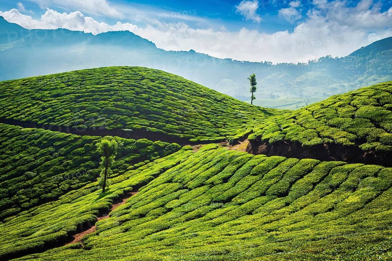 Green tea plantations in the morning. Munnar, Kerala state, India, Asia