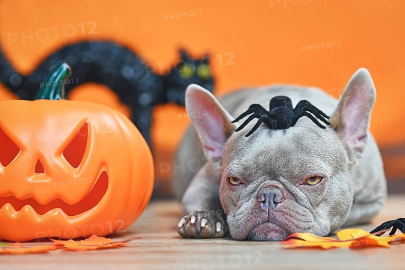 Grumpy Halloween French Bulldog dog with carved pumpkin, autumn leaves, spider on head and black cat in orange background