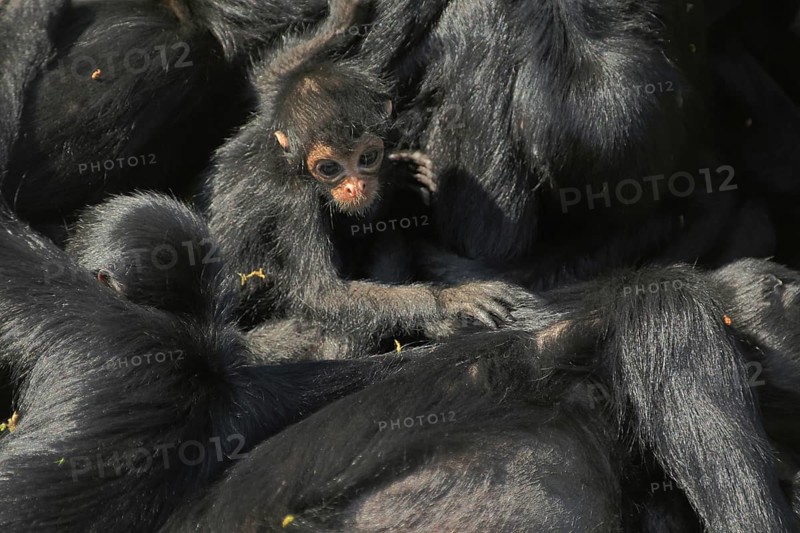 Columbia colombian spider monkeys (Ateles fusciceps robustus), Ateles, Spider Monkey, Spider Monkey, spider monkeys, Anthropoidae, New World Monkeys (Platyrrhini) (Atelidae), monkeys, dry-nosed monkeys, ape, primates, primate, gentleman animals, dry-nosed monkey, primates, haplorhini, mammal, animal, vertebrate, captive