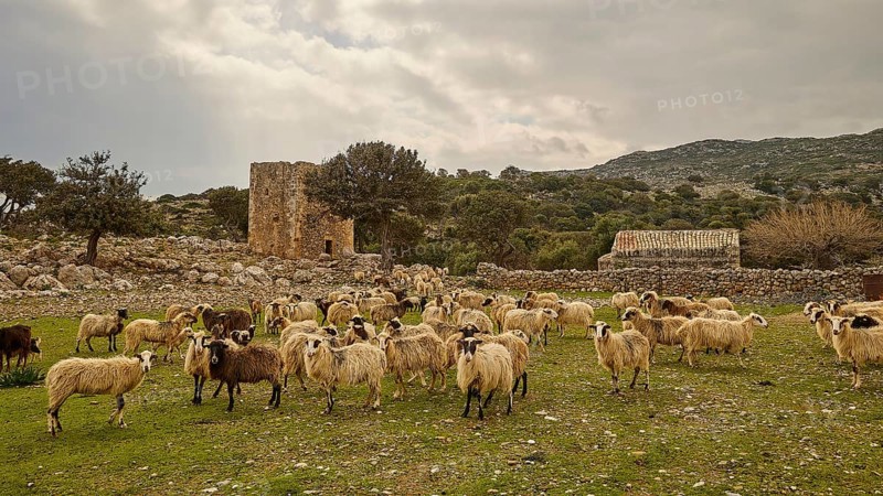 Agios Georgios, chapel, ruins of buildings, stone houses, cloudy sky, spring, archaic atmosphere, flock of sheep, wild sheep (ovis), trees, rocks, square defence defence tower, northeast of Rodopou, Rodopou peninsula, western Crete, island of Crete, Greece, Europe
