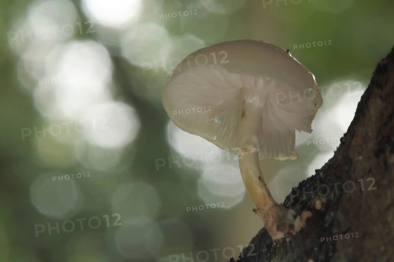 Porcelain fungus (Oudemansiella mucida) with bokehs, view from below, Lorsbach, Hofheim, Taunus, Hesse, Germany, Europe