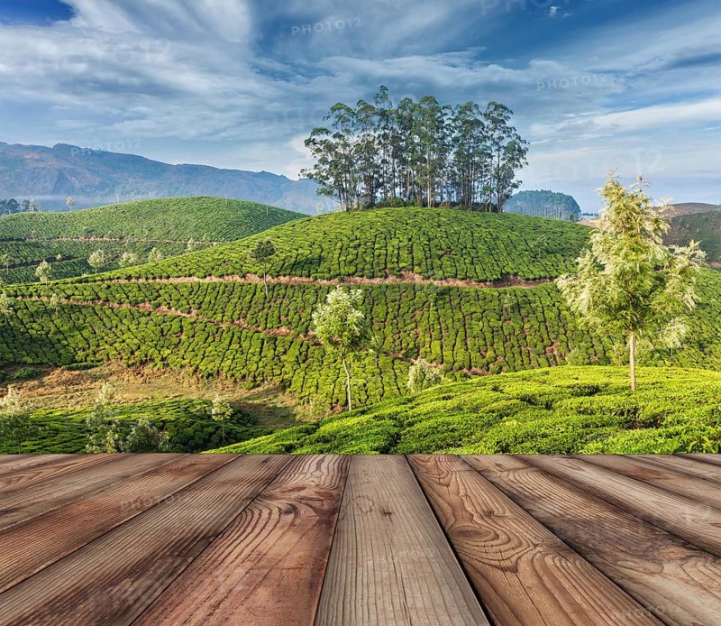 Wood planks floor with green tea plantations in background. Munnar, Kerala, India, Asia
