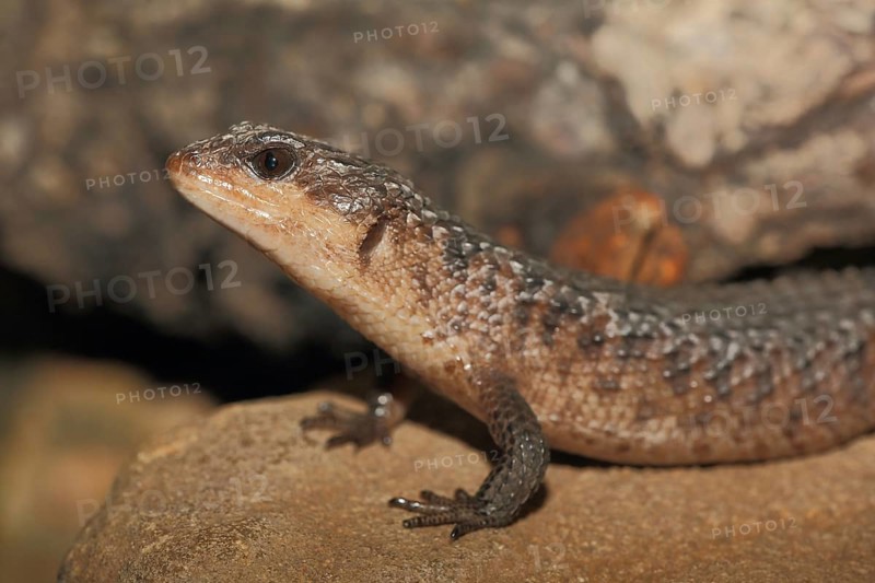 Philippines water skink (Tropidophorus grayi), water skink, skink, skink, lizards, lizard, captive
