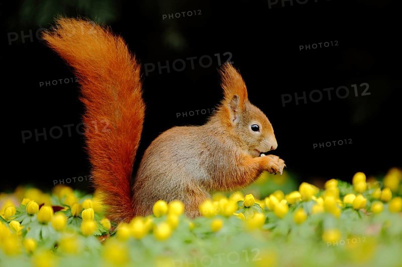 Eurasian red squirrel (Sciurus vulgaris) feeding in pose and flower meadow with Southern European winter aconite (Eranthis hyemalis), Luisenpark, Mannheim, Hesse, Germany, Europe