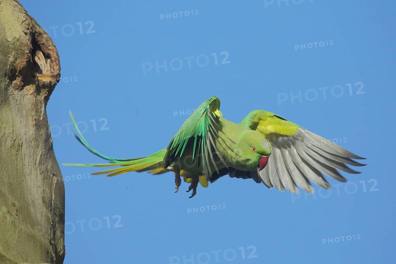 Rose-ringed parakeet (Psittacula krameri) flying out of breeding hole on tree trunk, feathers, wing feathers, burrow, parrot, parakeet, female, bird feathers, Luisenpark, Mannheim, Hesse, Germany, Europe