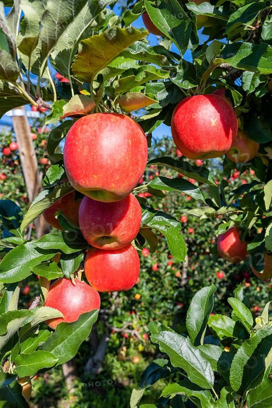 Red apples, ripe for the picking, Bodman-Ludwigshafen, Konstanz district, Baden-Württemberg, Germany, Europe