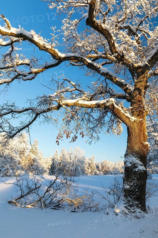 Oak tree (Quercus) with snow, winter, Fridingen, Danube Valley, Upper Danube nature park Park, Baden-Württemberg, Germany, Europe