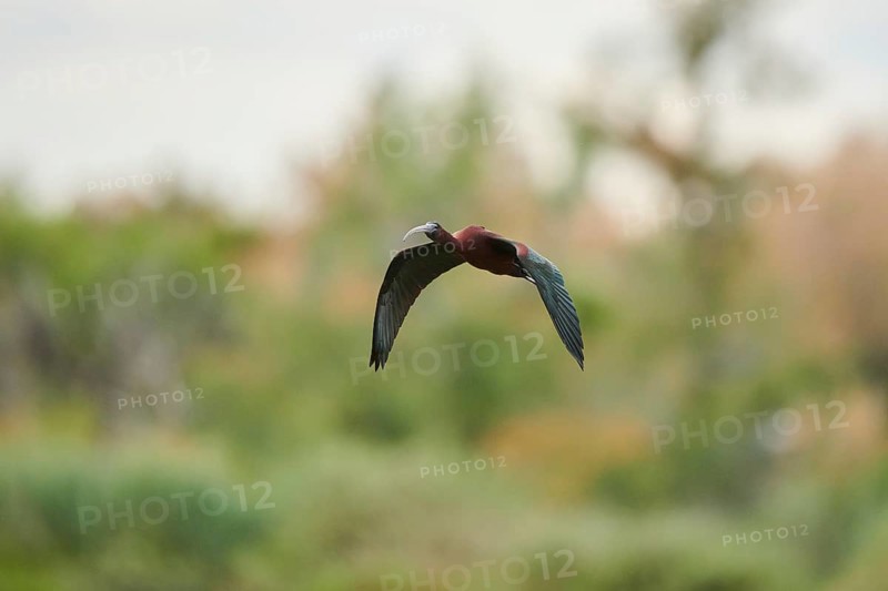 Glossy ibis (Plegadis falcinellus) flying, Camargue, France, Europe