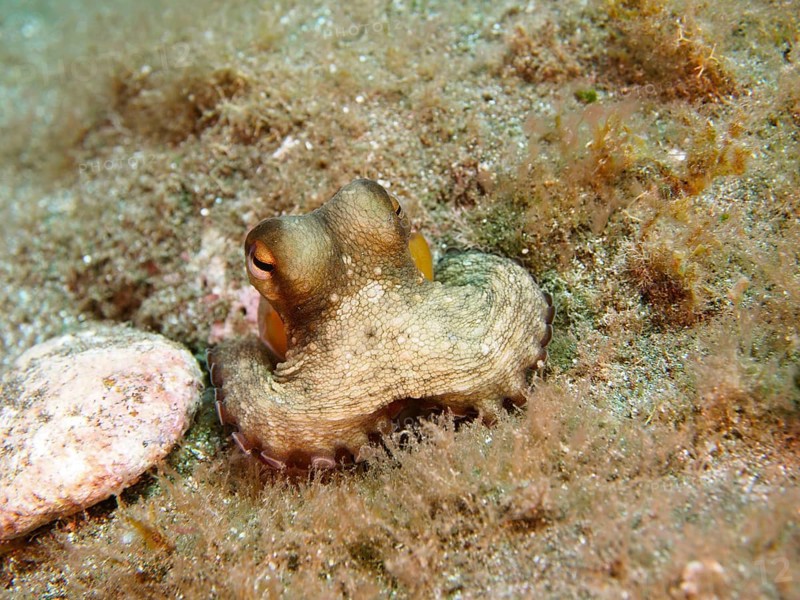 Portrait of common octopus (Octopus vulgaris), juvenile, dive site Sardinia del Norte, Gran Canaria, Spain, Atlantic Ocean, Europe