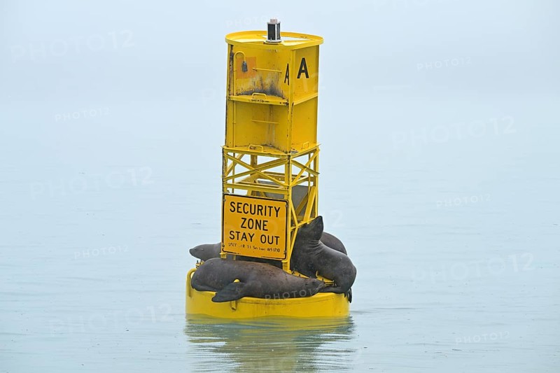Steller sea lions (Eumetopias jubatus) lying on a buoy, Prince William Sound, Alaska