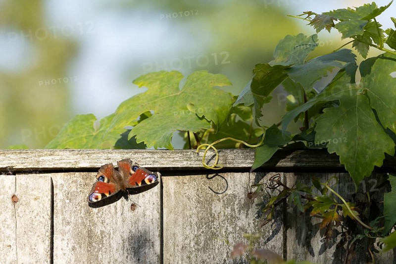 Peacock butterfly (Aglais io) adult resting on a garden fence, Suffolk, England, United Kingdom, Europe