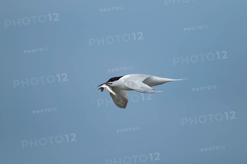 Sandwich tern (Thalasseus sandvicensis) adult bird in flight with a fish in its beak, Norfolk, England, United Kingdom, Europe