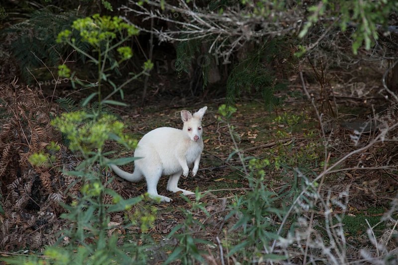Albino wallaby, Adventure Bay (Tasmania)