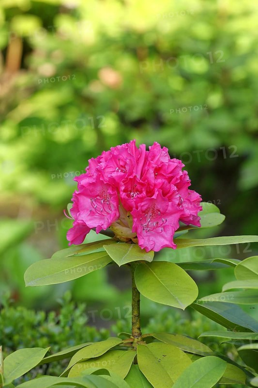 Rhododendron flowers (Rhododendron Homer), red flowers, in a garden, Wilden, Nordrehin-Westfalen, Germany, Europe