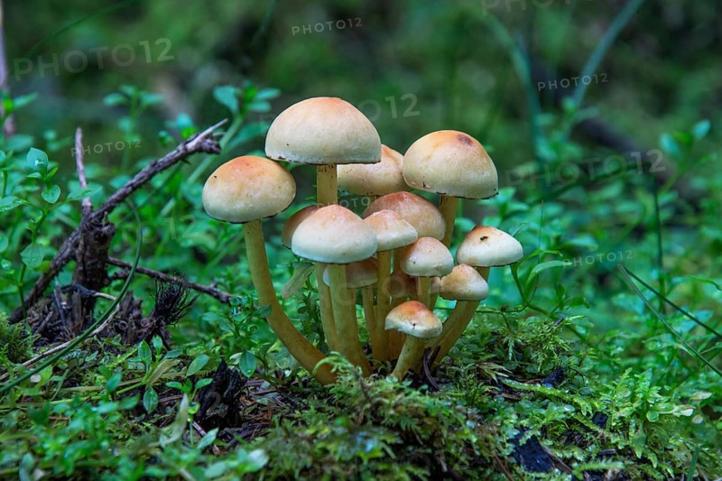 Smoke-leaved Sulphur Head (Hypholoma capnoides) in moss, Baden-Württemberg, Germany, Europe