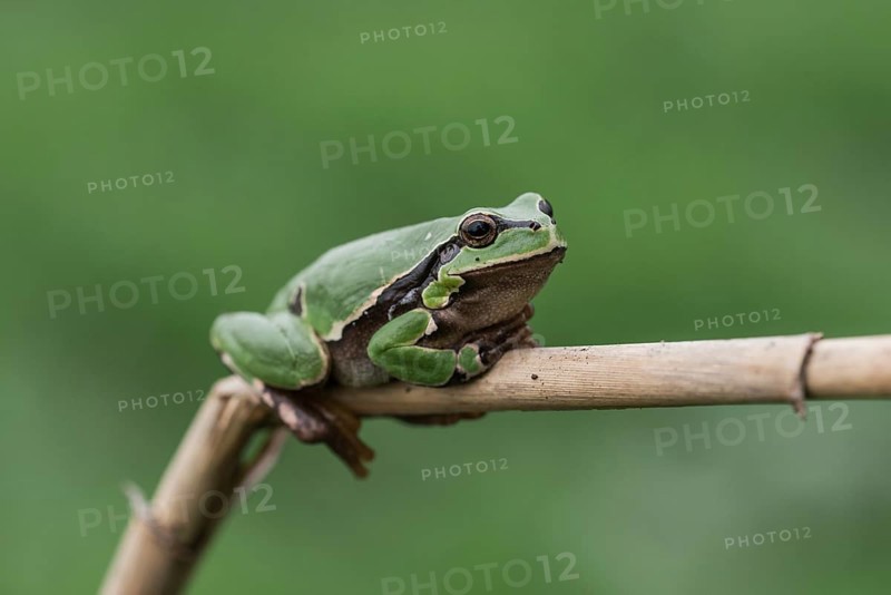 European tree frog (Hyla arborea) sits on a reed stalk, Lake Neusiedl National Park, Burgenland, Austria, Europe