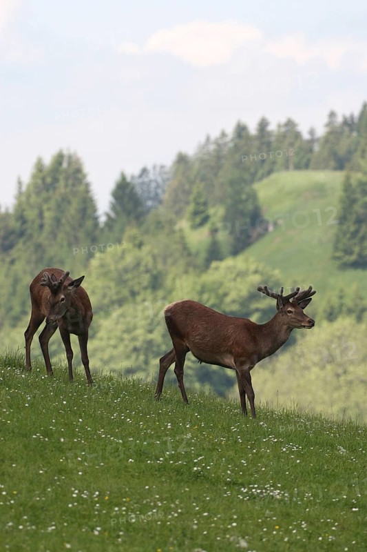 Red deer (Cervus elaphus) Deer with velvet antlers in a mountain meadow, Allgäu, Bavaria, Germany, Europe