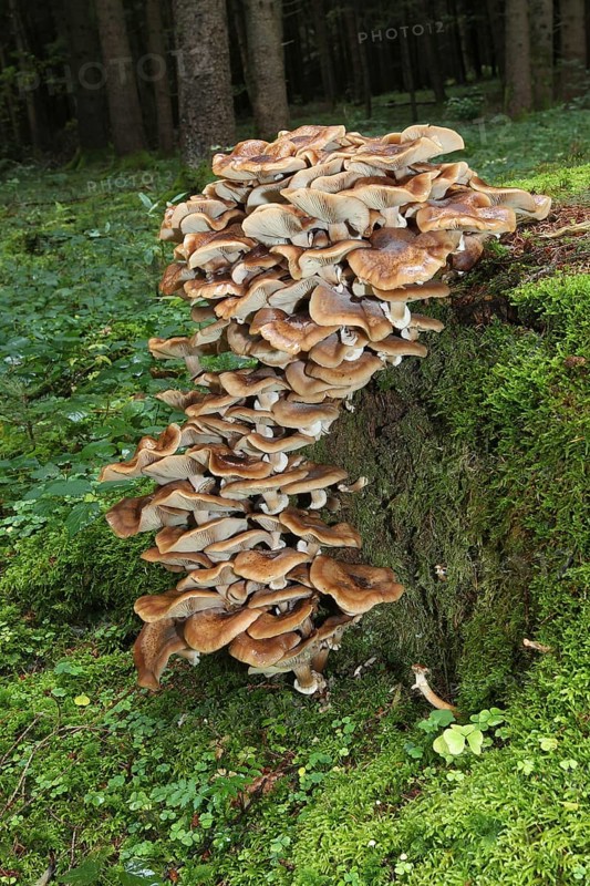 Fungus, Hallimasch (Armillaria gemina) on old tree stump, Allgäu, Bavaria, Germany, Europe