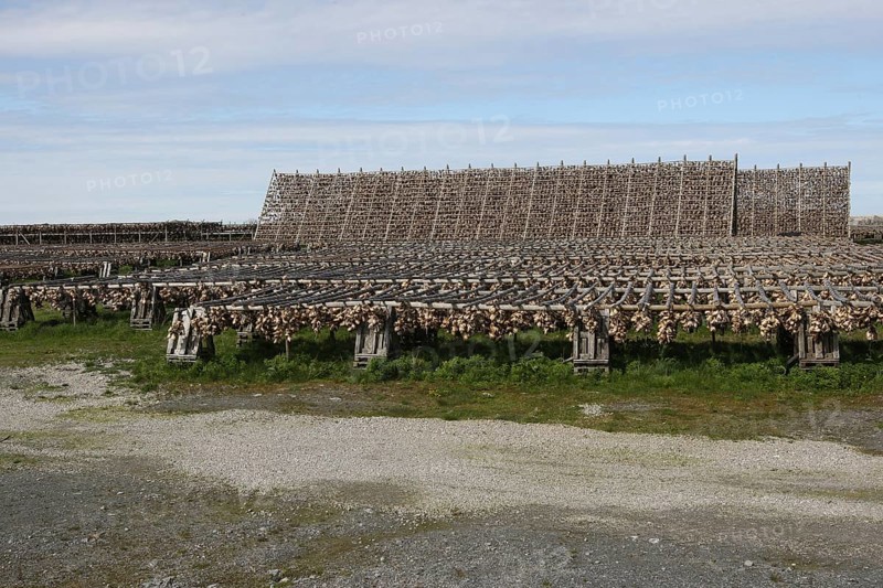 Wooden racks with air-dried atlantic cod (Gadus morhua) Lofoten, Northern Norway, Norway, Scandinavia, Europe