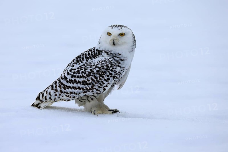 Snowy owl (Nyctea scandiaca), snowy owl, adult, alert, in the snow, foraging, in winter, Bohemian Forest, Czech Republic, Europe
