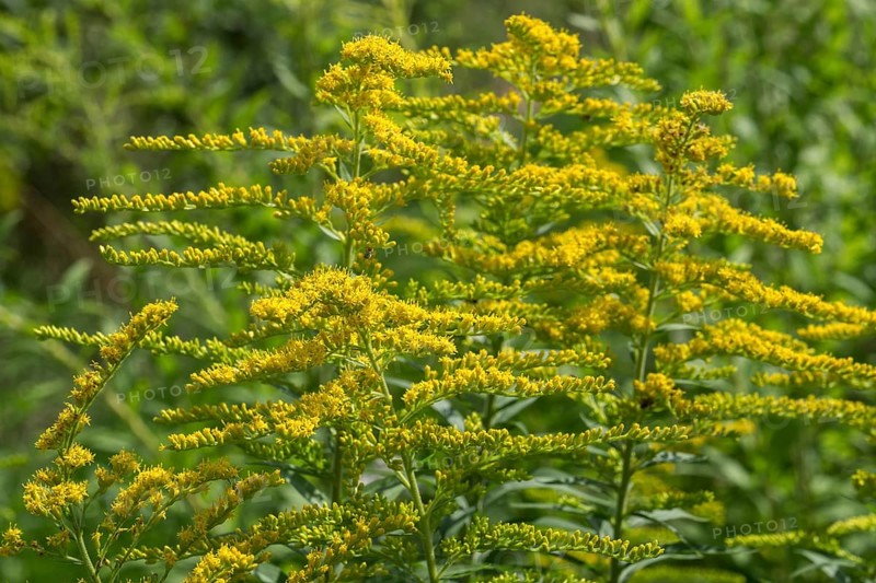 Giant goldenrod (Solidago gigantea), also known as tall goldenrod, yellow flowering, Baden-Württemberg, Germany, Europe