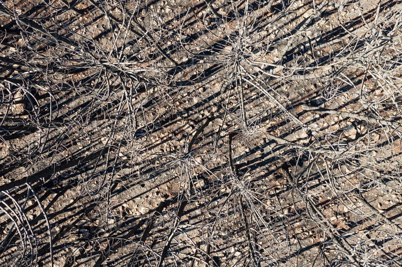 Burned Stone or Umbrella Pines (Pinus pinea) after a forest fire, aerial view, drone shot, Sierra Bermeja, Málaga Province, Andalusia, Spain, Europe
