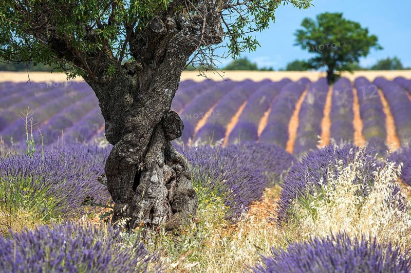 Trees in a lavender field, flowering true lavender (Lavandula angustifolia), near Puimoisson, Plateau de Valensole, Provence, Provence-Alpes-Cote d Azur, Southern France, France, Europe